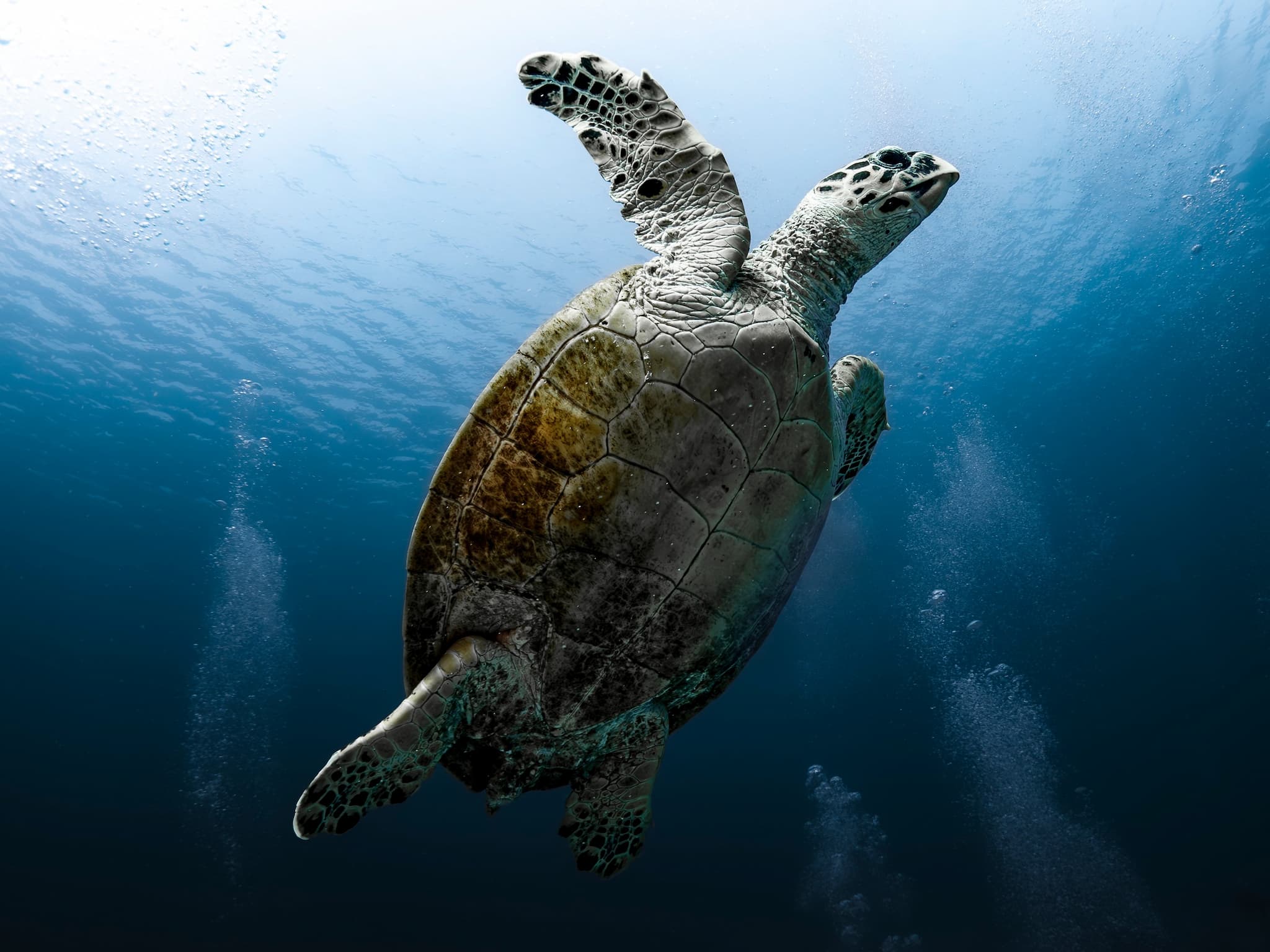 Sea image