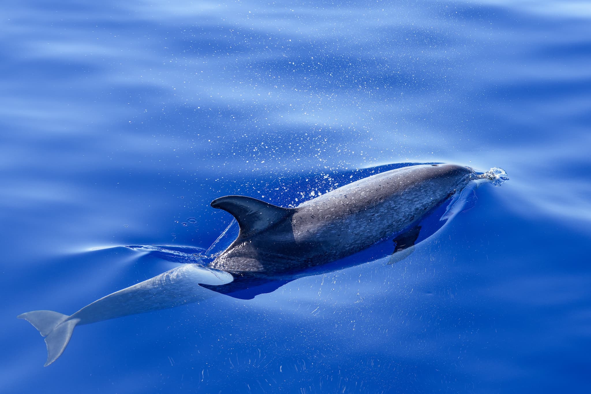 Fish image